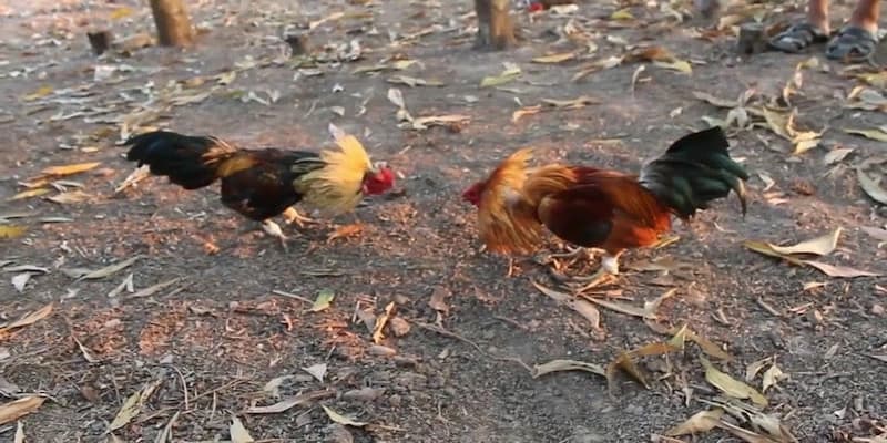 Lịch sử và ý nghĩa của trực tiếp đá gà tre